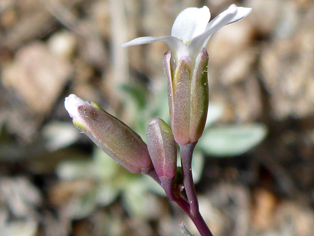 Reddish-brown sepals