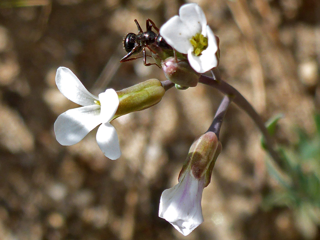 Four-petalled flowers