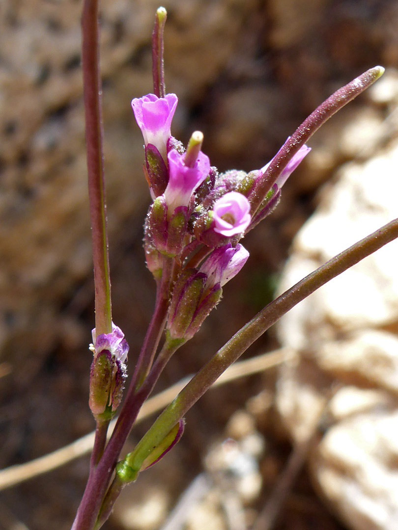 Group of flowers