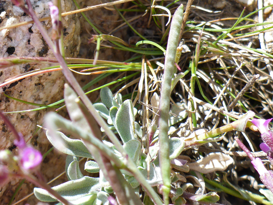 Leaves and fruit 