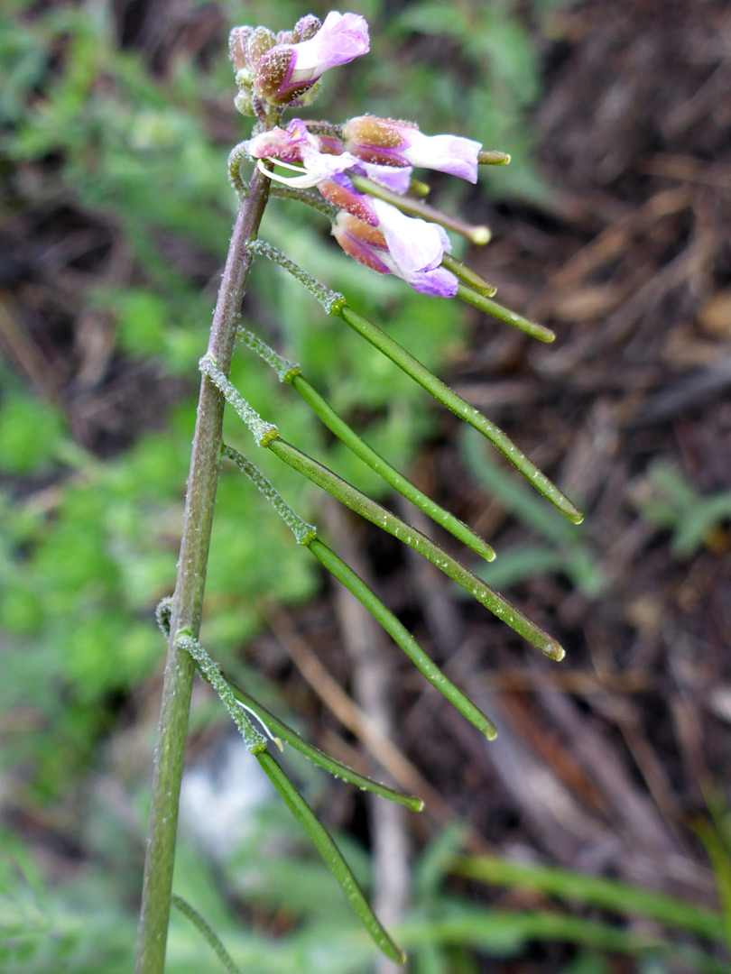 Flowers and pods