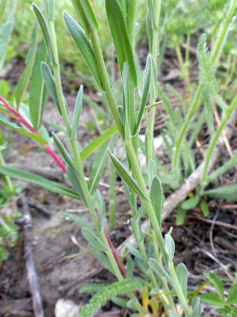 Upwards-pointing leaves