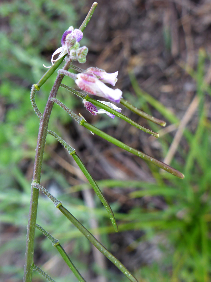 Seed pods and flowers