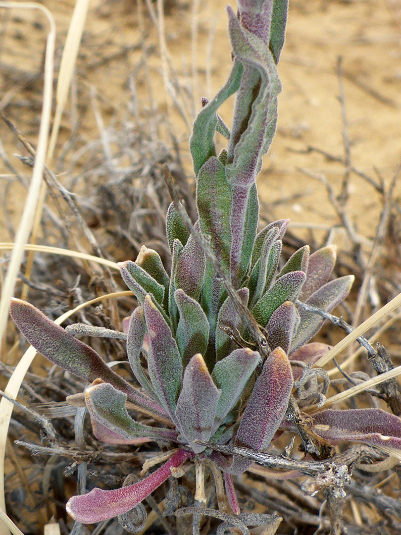 Basal rosette