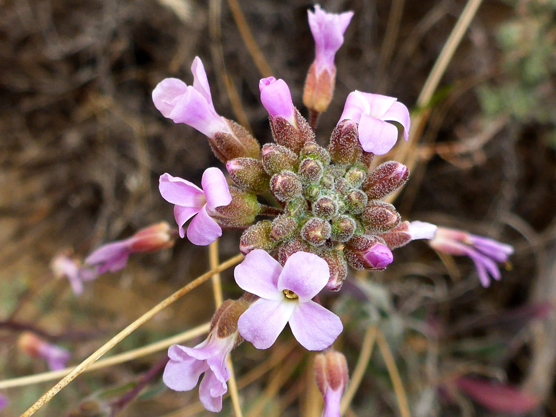 Developing inflorescence