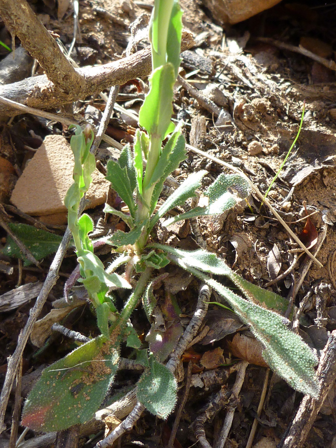 Greyish leaves