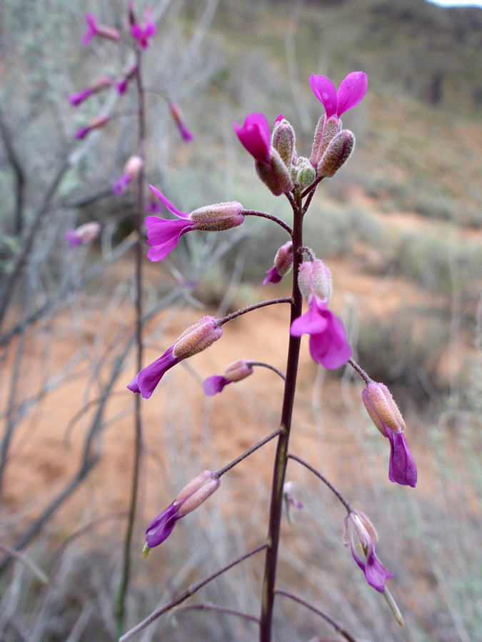 Alternate flowers