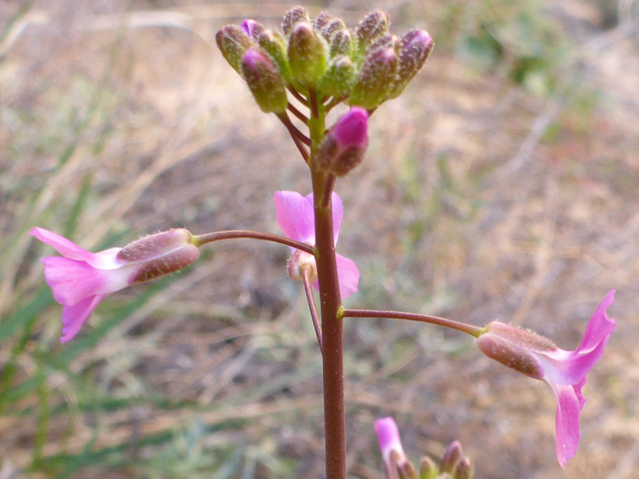 Flowers and buds