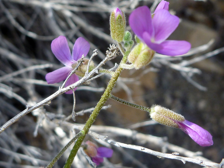 Hairy stems