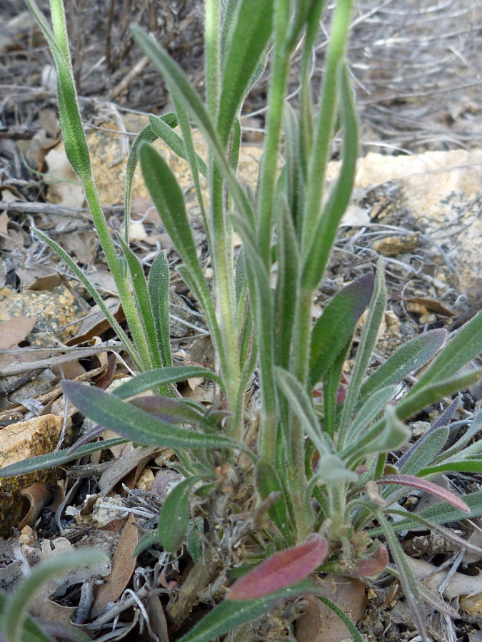 Narrow leaves