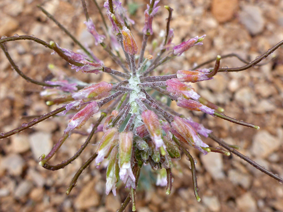 Withered flowers