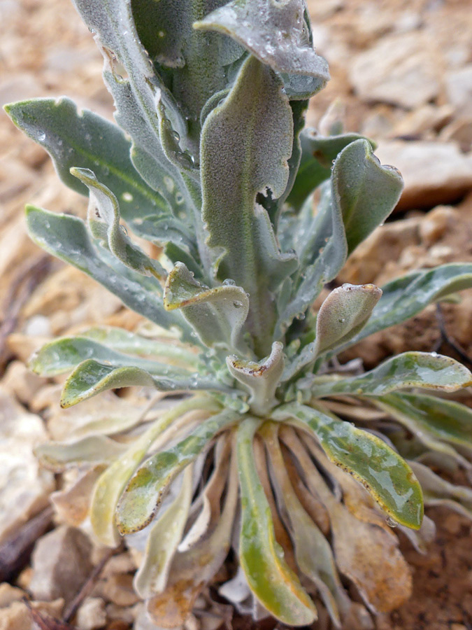 Basal leaves