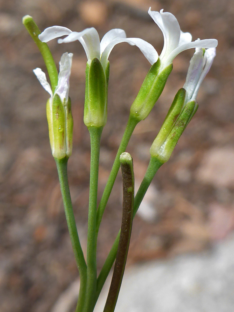 Four flowers