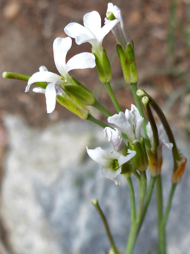 Flower cluster