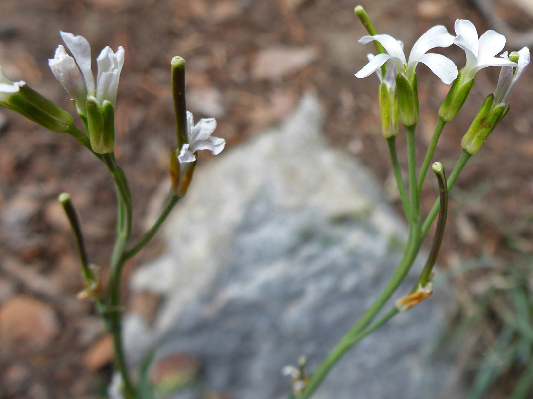 Two flowering stems