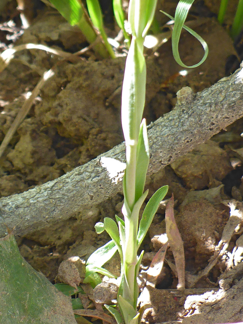 Stem leaves