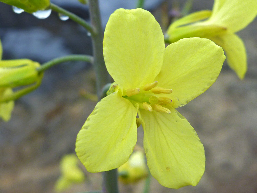 Four-petaled flowers