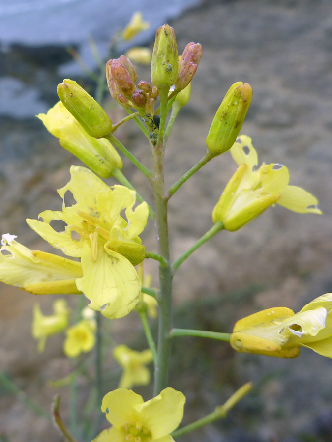 Buds and withering flowers