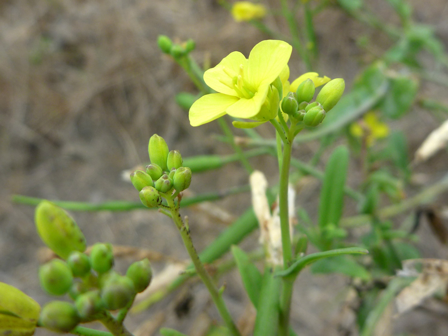 Flower and buds