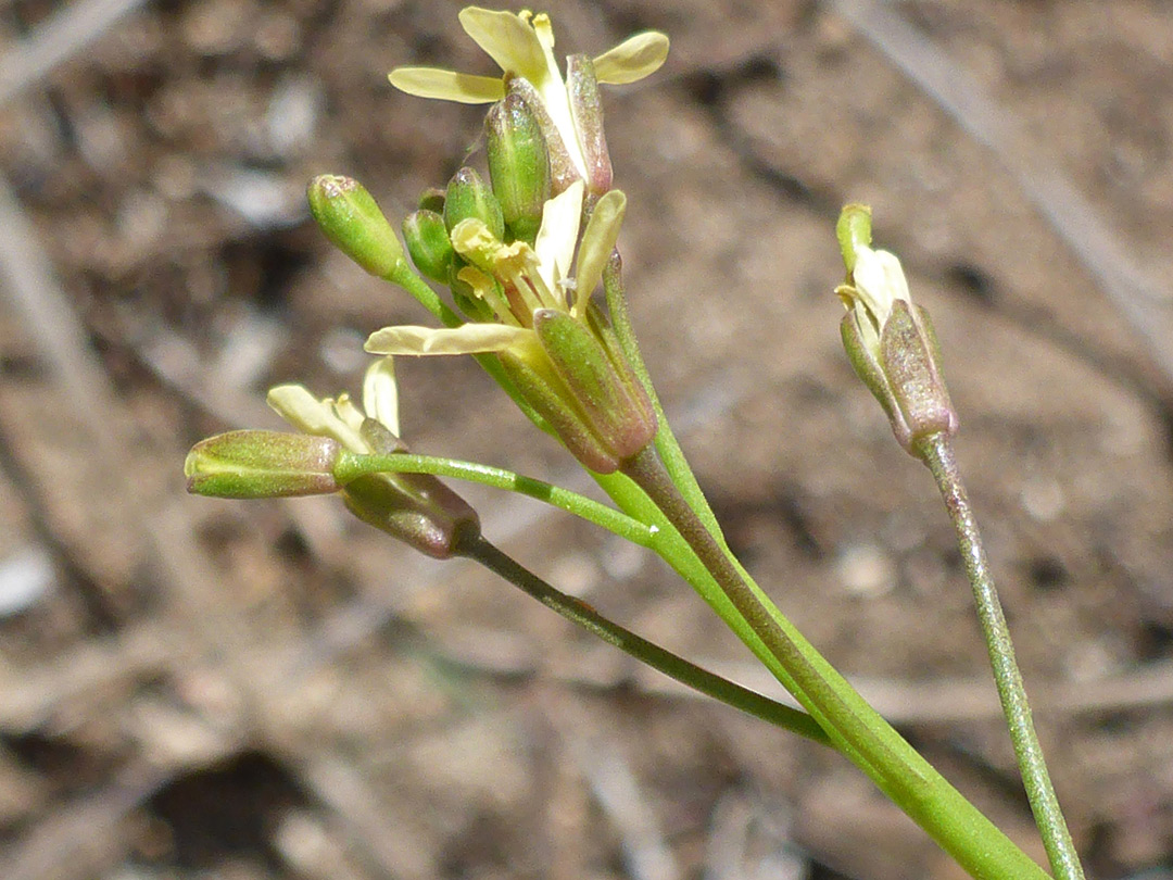 Inflorescence