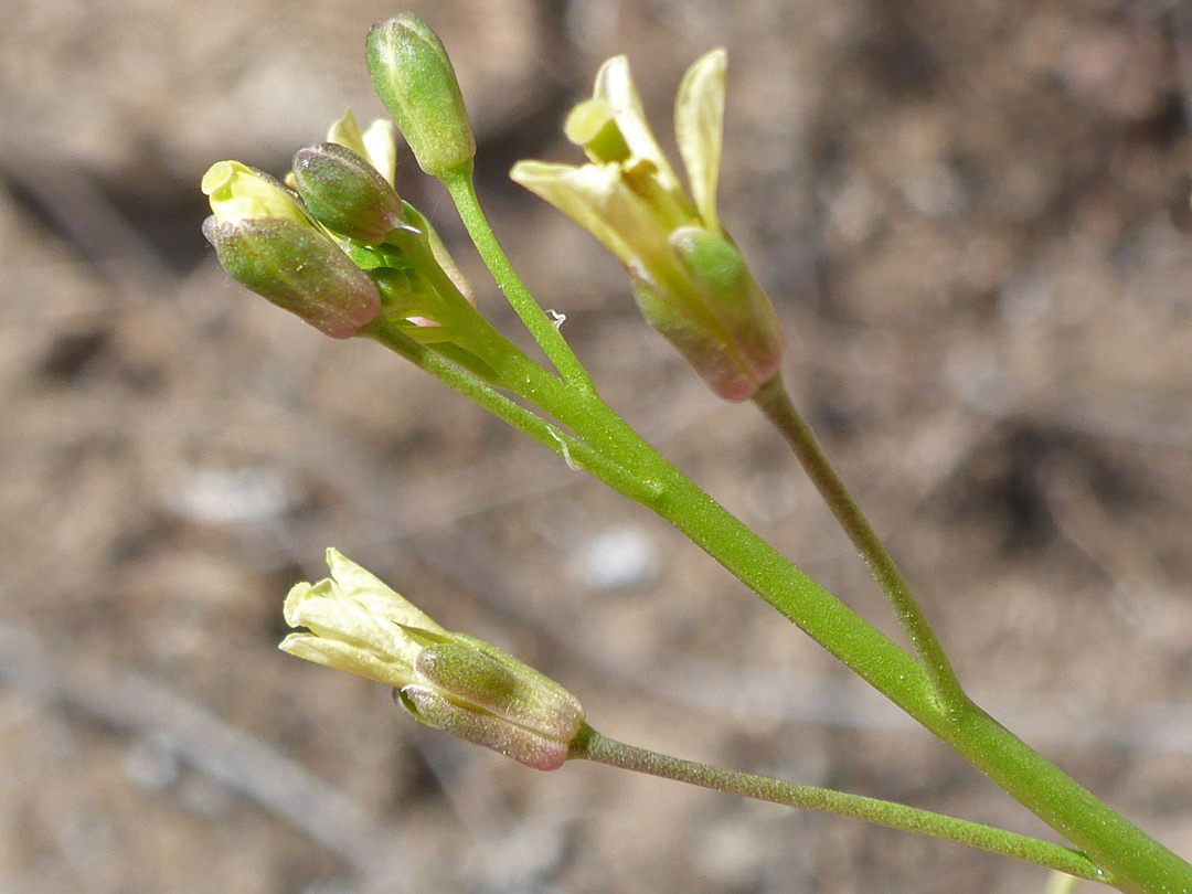 Pale yellow petals