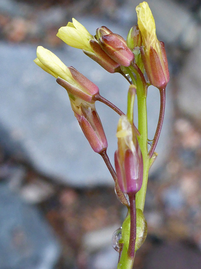 Purplish sepals