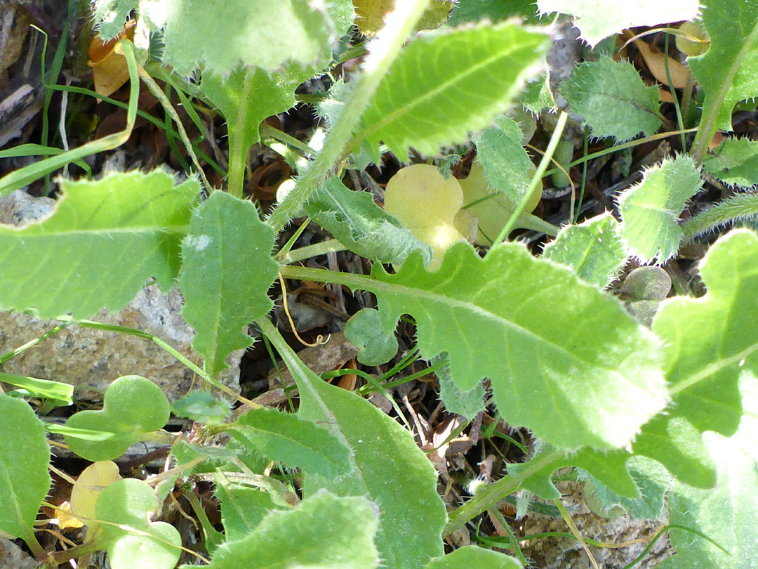 Ciliate leaves