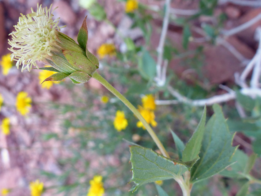 Flowerhead