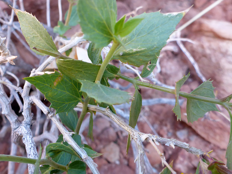 Toothed leaves