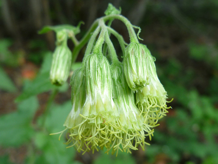 Yellowish stamens