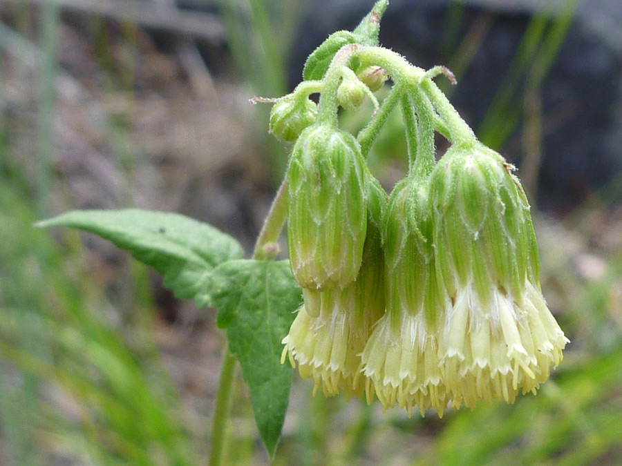 Green phyllaries