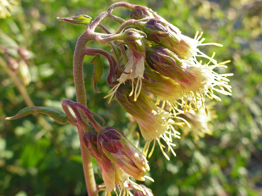 Purplish phyllaries