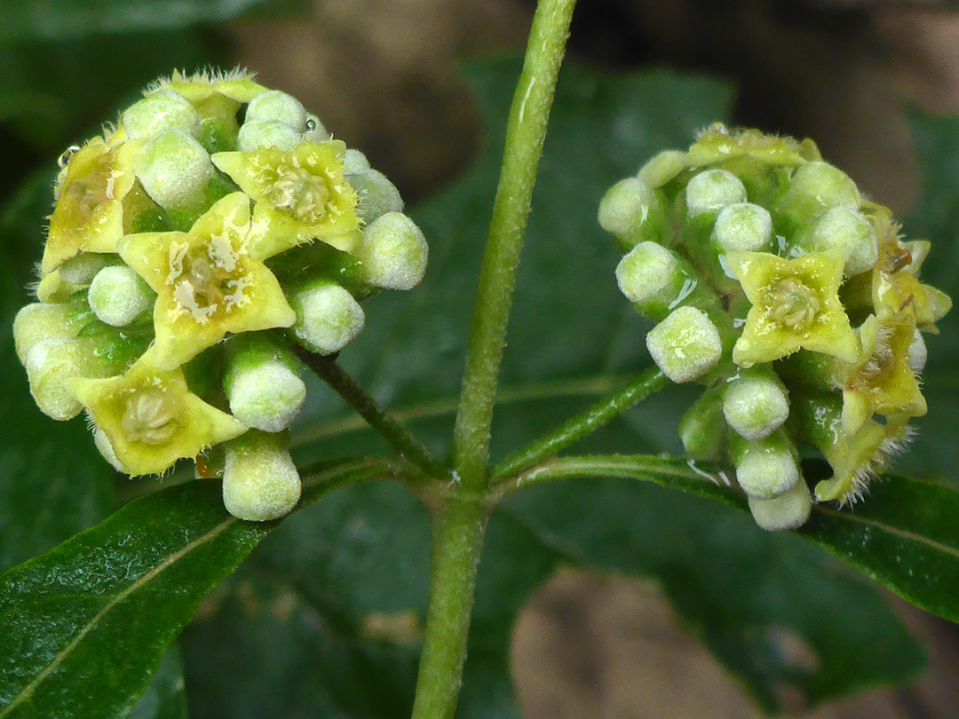 Opposite flowers