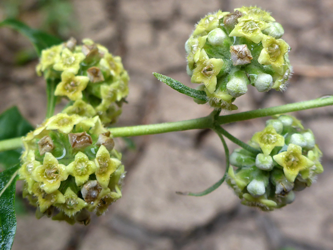 Four flower clusters