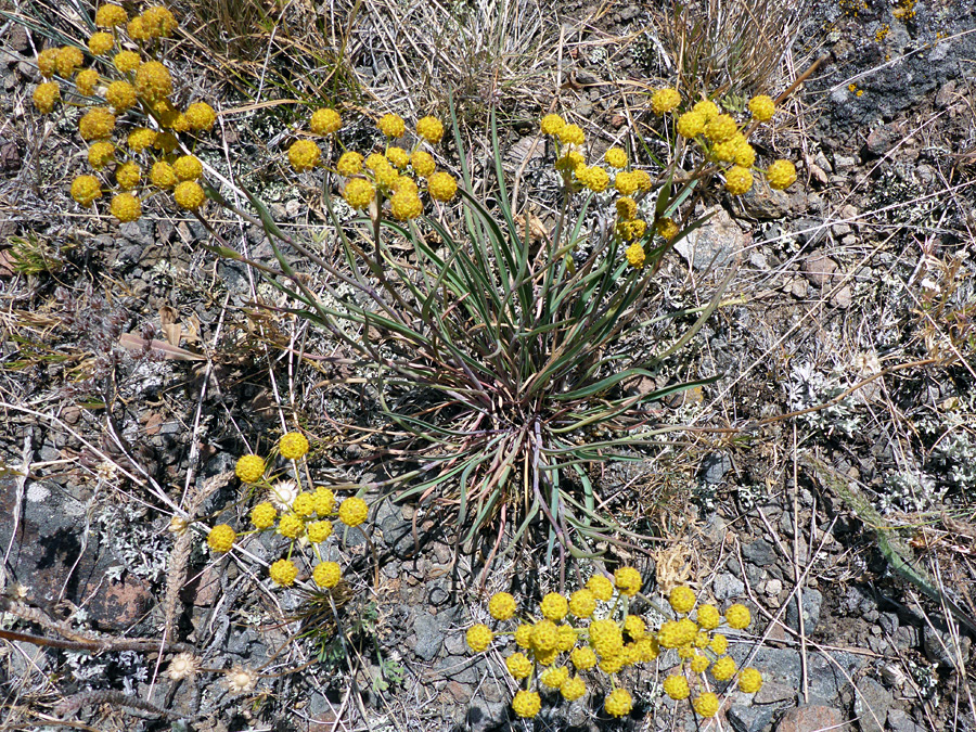 Flowering stems