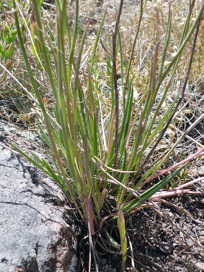 Grass-like leaves