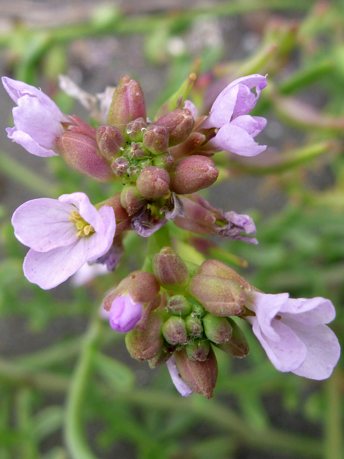 Reddish buds