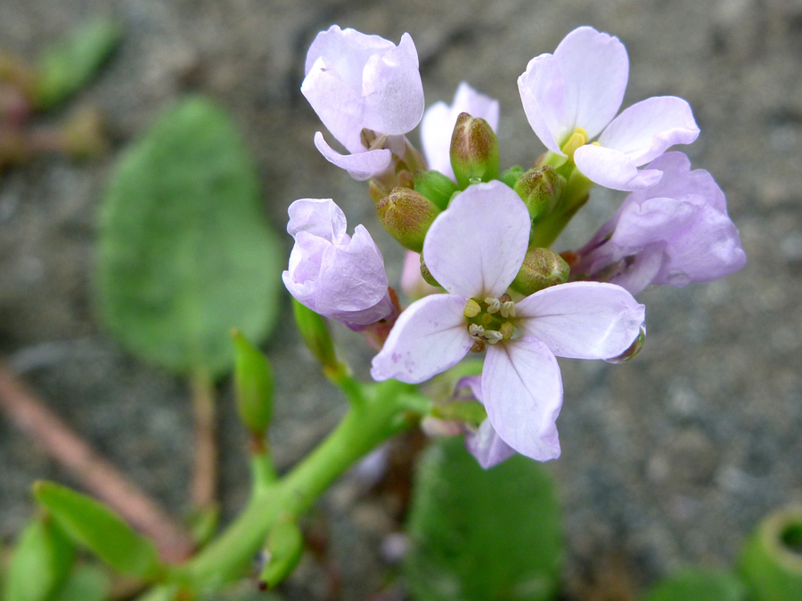 Pale pink petals