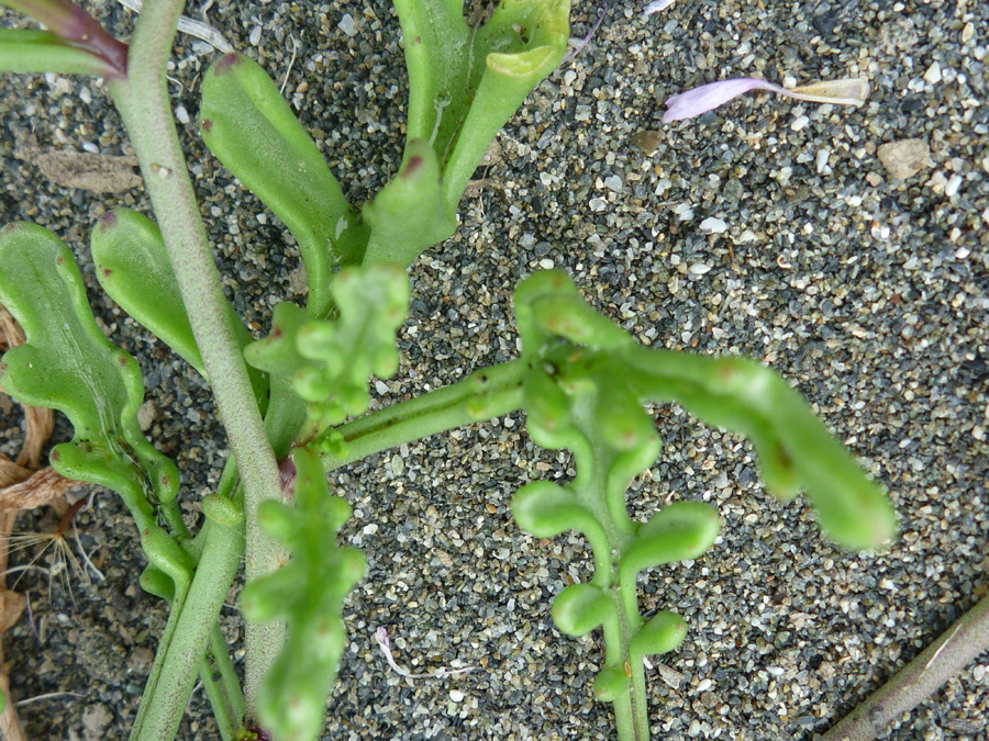 Thick leaves