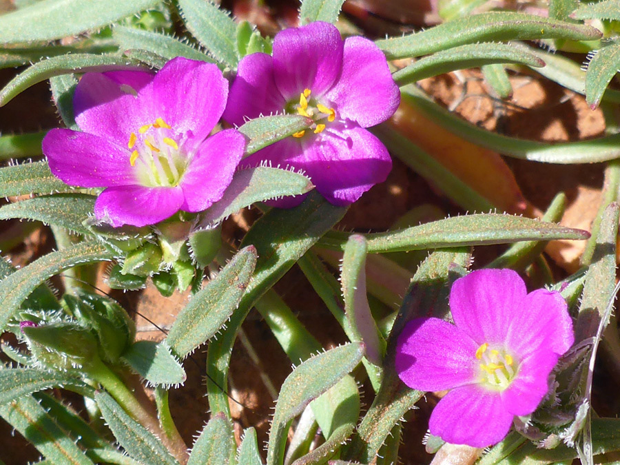 Three flowers