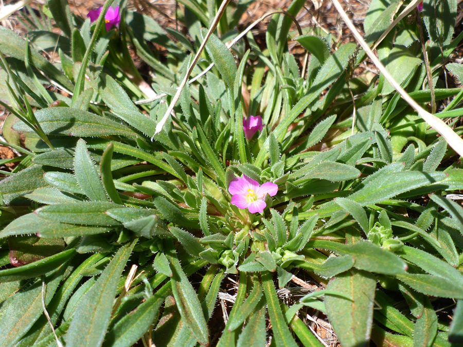 Clustered leaves