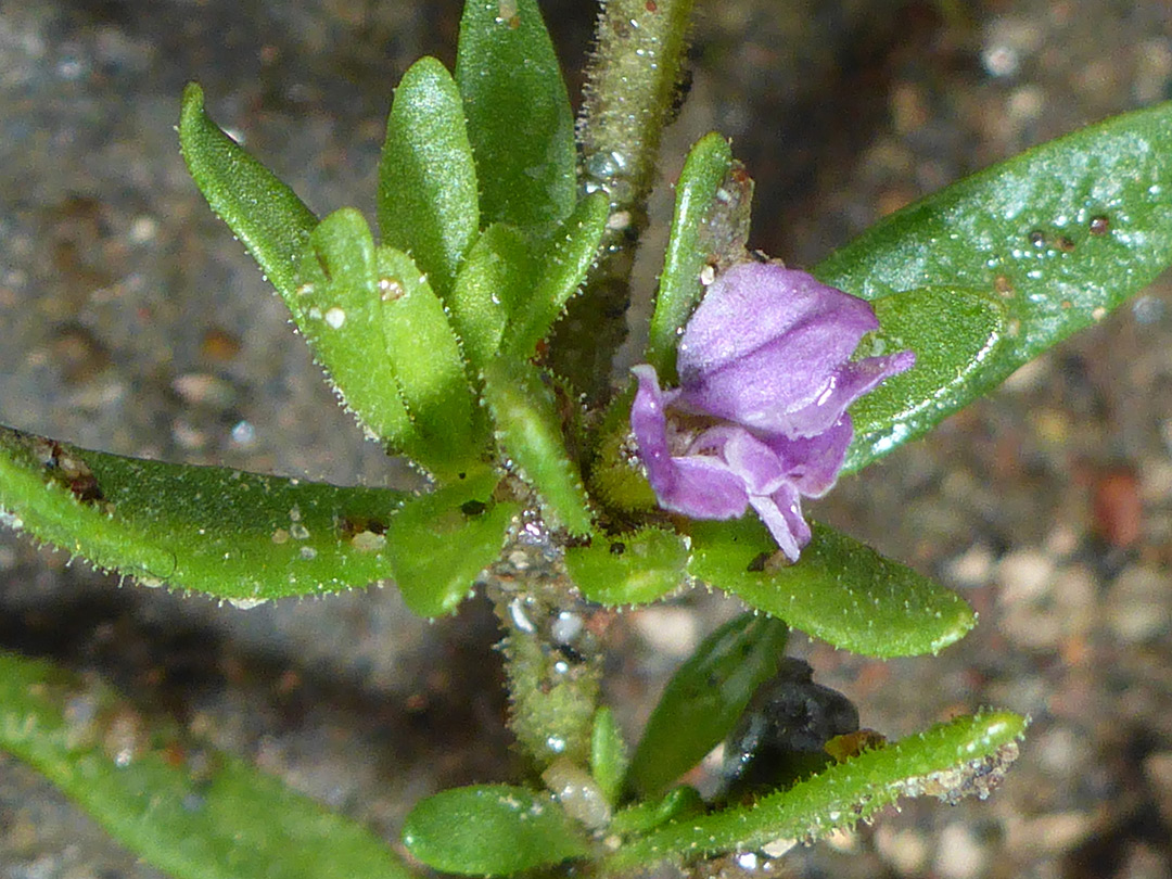 Sparsely-hairy leaves