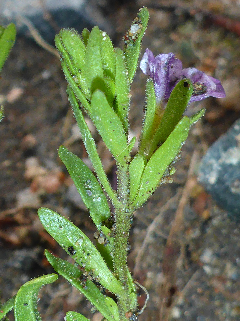 Flowering stem