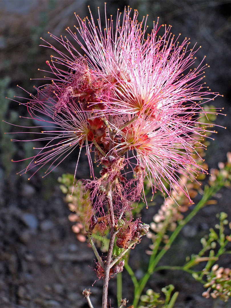 Calliandra eriophylla