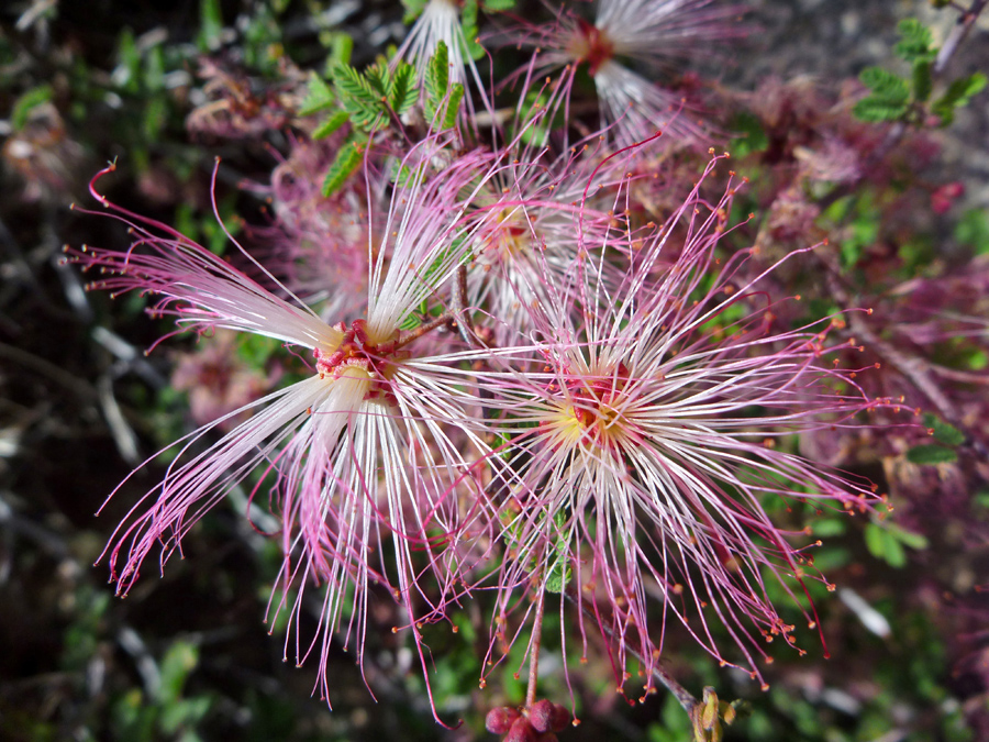 Long stamens