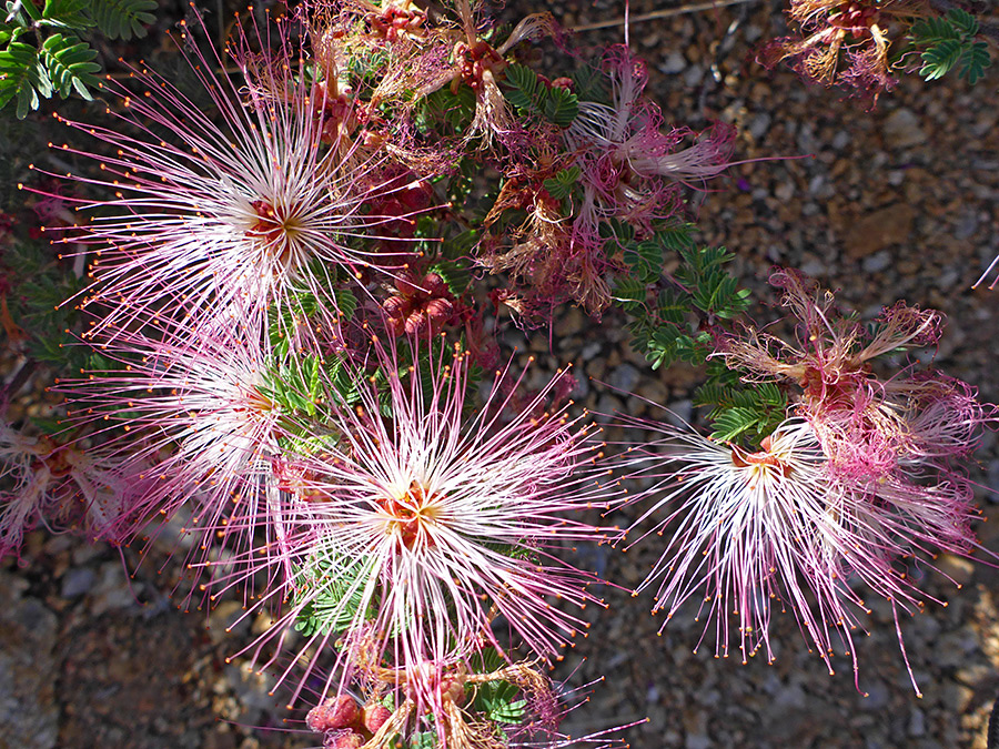 Pink-white stamens