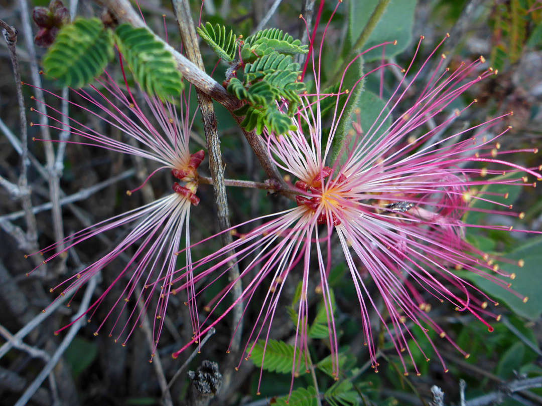 Two flowers