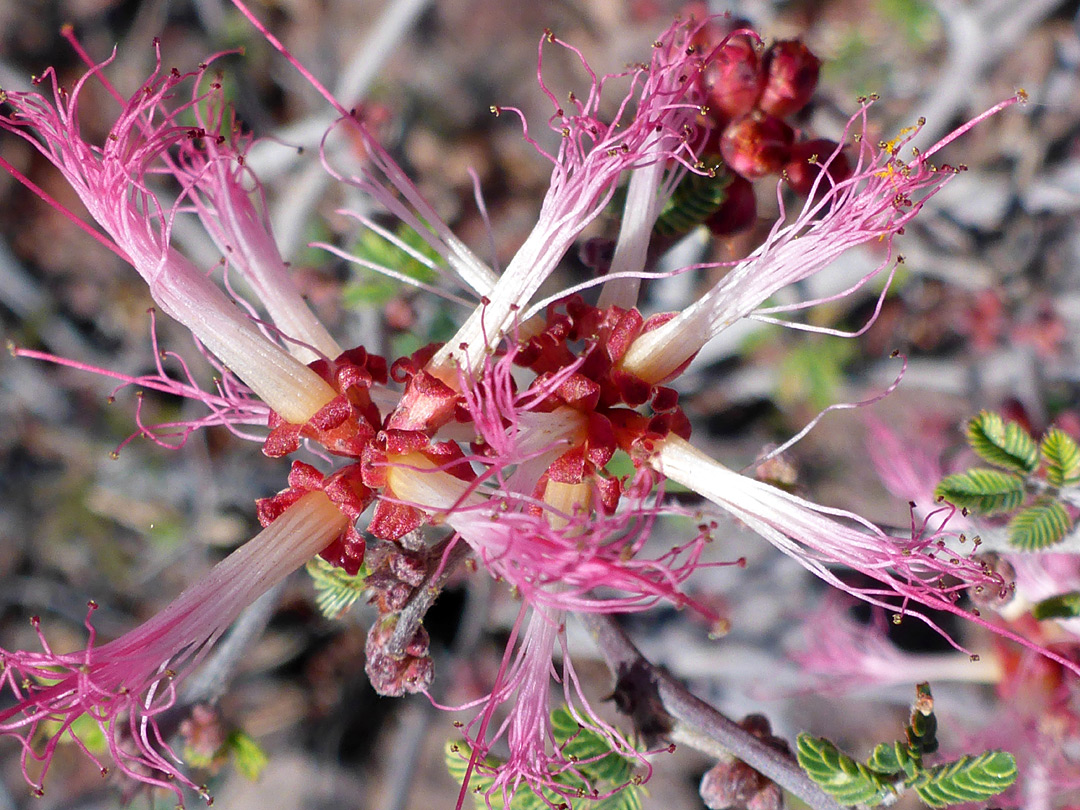 Developing flowers