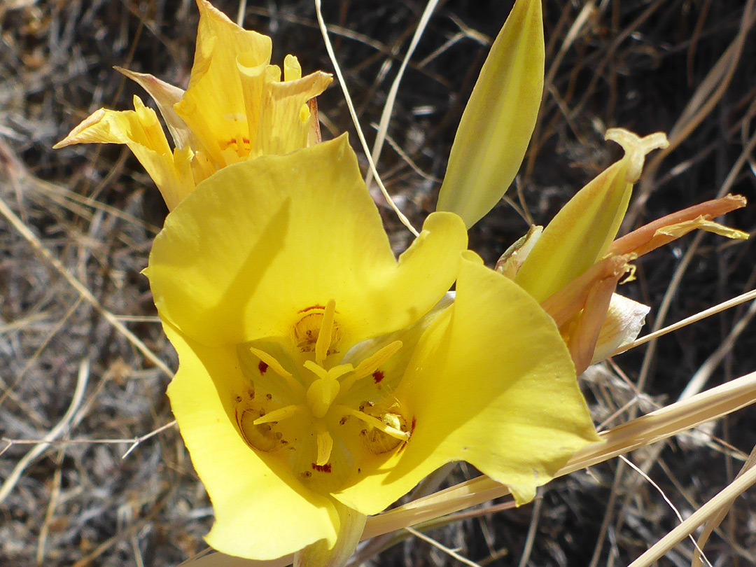 Flowers and buds