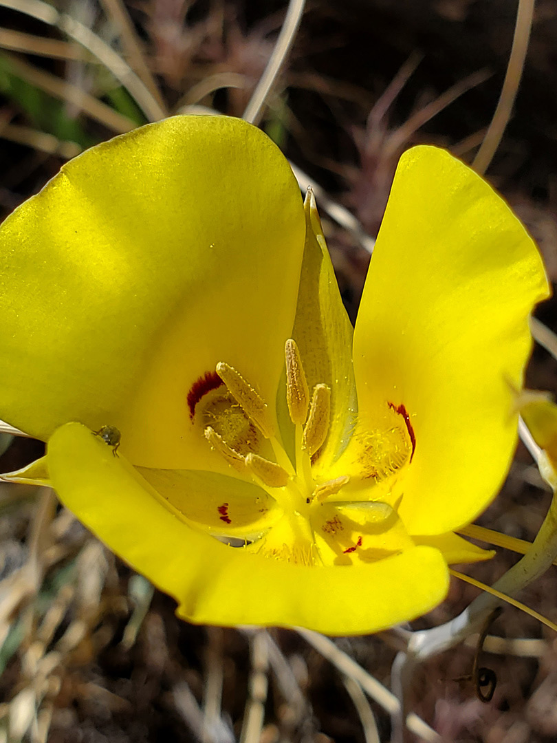 Petals and sepals